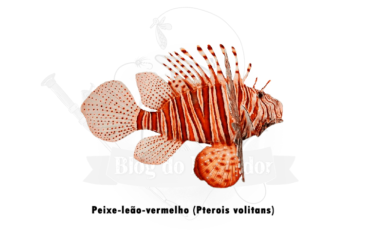 peixe-leao-vermelho (pterois volitans)