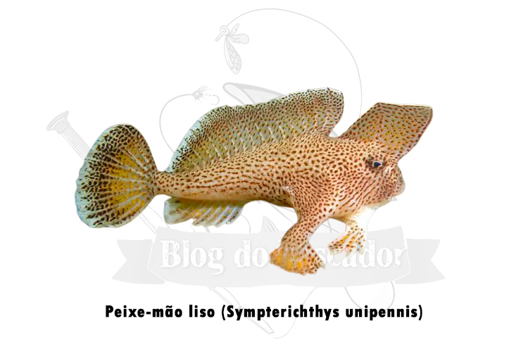 peixe-mao liso (sympterichthys unipennis)