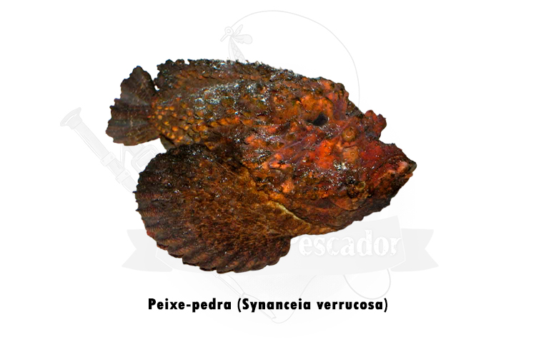 peixe-pedra (synanceia verrucosa)