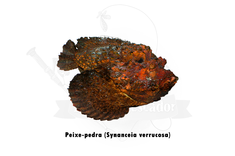peixe-pedra (synanceia verrucosa)