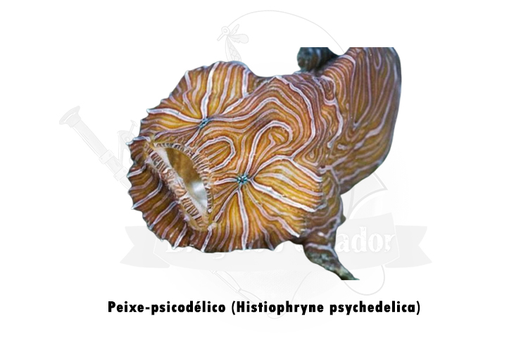 peixe-psicodélico (histiophryne psychedelica)