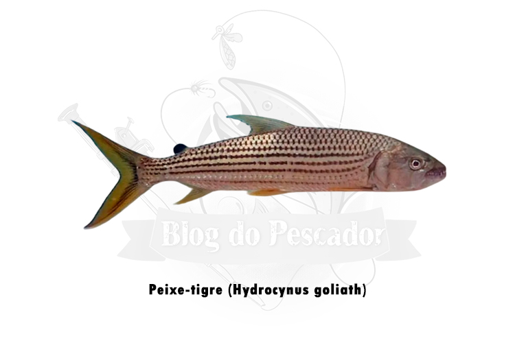 peixe-tigre (hydrocynus goliath)