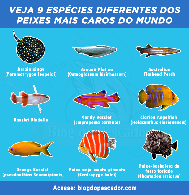 peixes mais caros do mundo