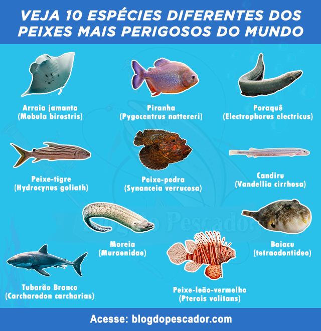peixes mais perigosos do mundo