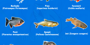 peixes mais procurados no rio Tocantins