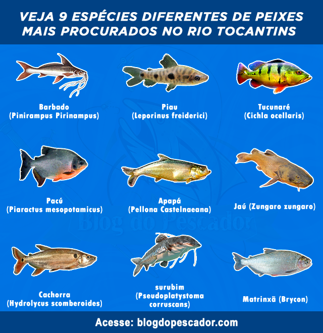 peixes mais procurados no rio Tocantins