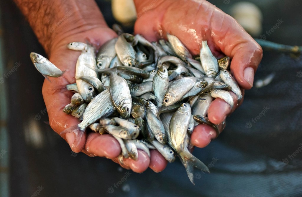 peixes pequenos para pesca de mandi