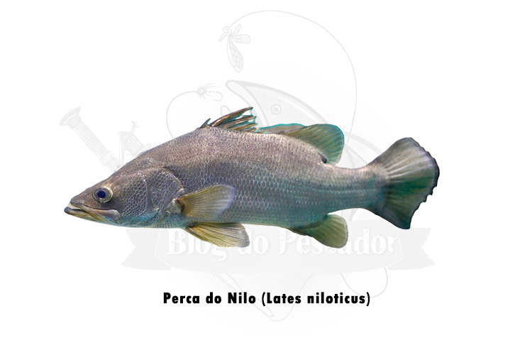 perca do nilo ( lates niloticus)