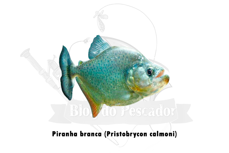 piranha branca (pristobrycon calmoni)