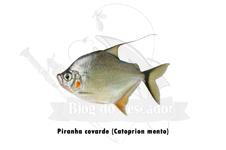 piranha covarde (catoprion mento)