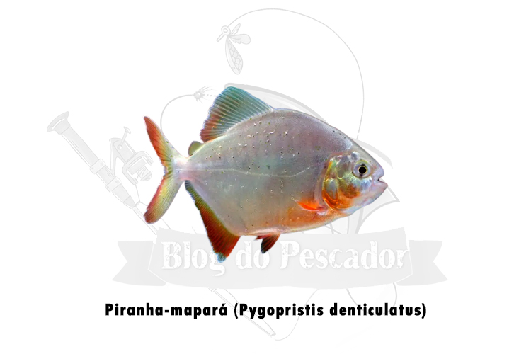 piranha-mapara (pygopristis denticulatus)