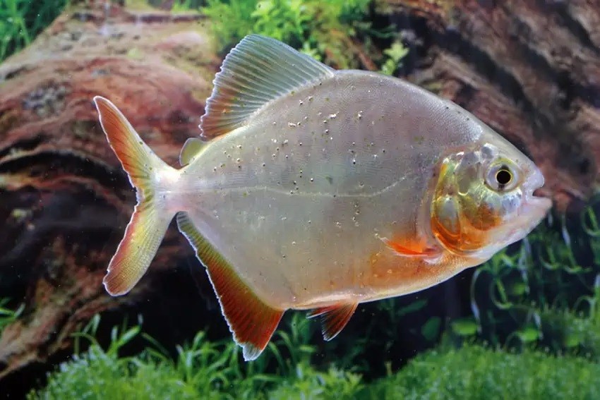piranha-mapara