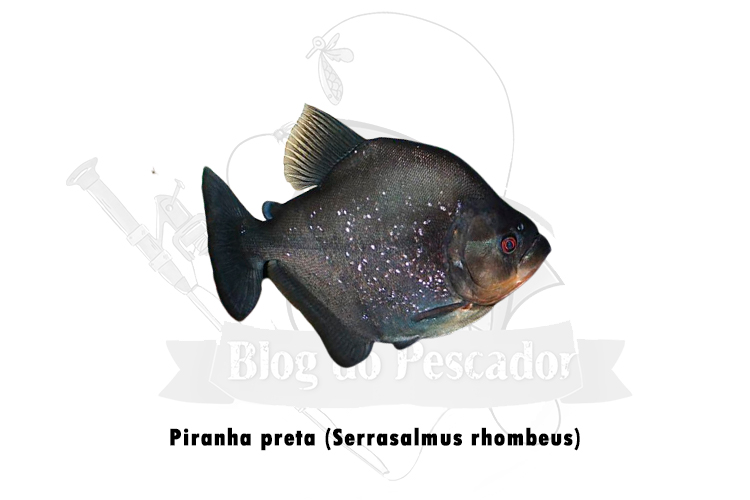 piranha preta (serrasalmus rhombeus)