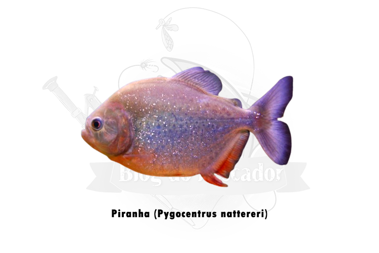 piranha (pygocentrus nattereri)