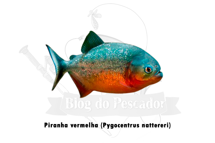 piranha vermelha ( pygocentrus nattereri)