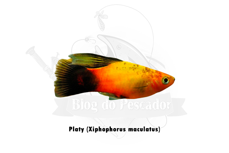 platy (xiphophorus maculatus)
