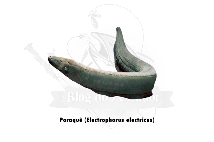 poraque ( electrophorus electricus)