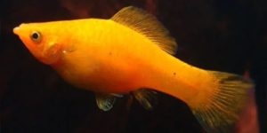 reproducao do peixe molinesia tangerina