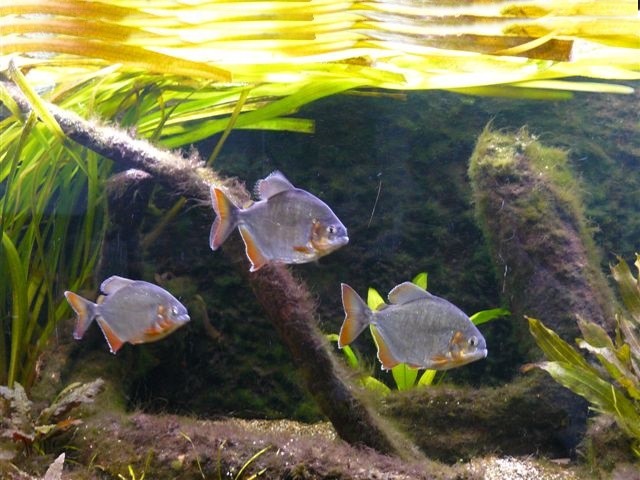 reproducao do peixe piranha-mapara