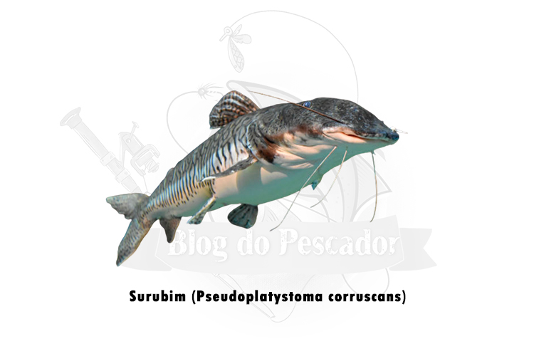 surubim (pseudoplatystoma corruscans)
