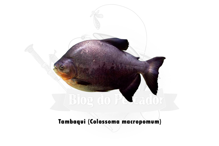 tambaqui (colossoma macropomum)
