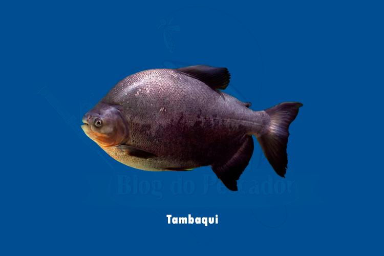 Tambaqui
