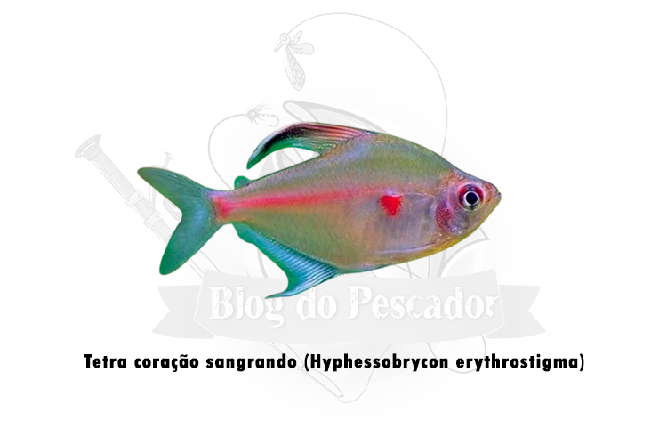 tetra coracao sangrando (hyphessobrycon erythrostigma)