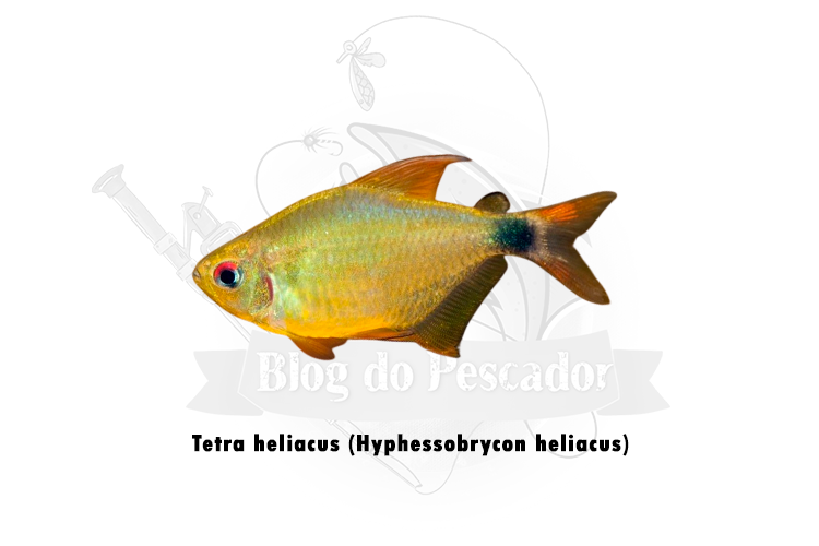 tetra heliacus (hyphessobrycon heliacus)