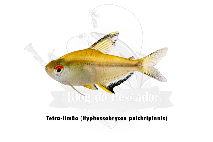 tetra-limao (hyphessobrycon pulchripinnis)