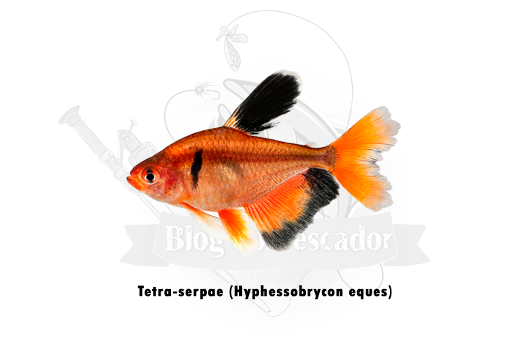 tetra-serpae (hyphessobrycon eques)