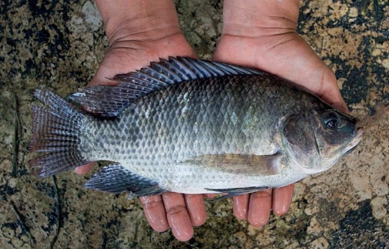 Tilápia Azul Peixe Características Reprodução Alimentação Habitat E Dicas De Criação Blog 1252