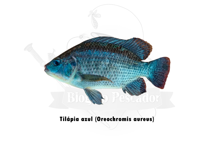 tilapia azul (oreochromis aureus)