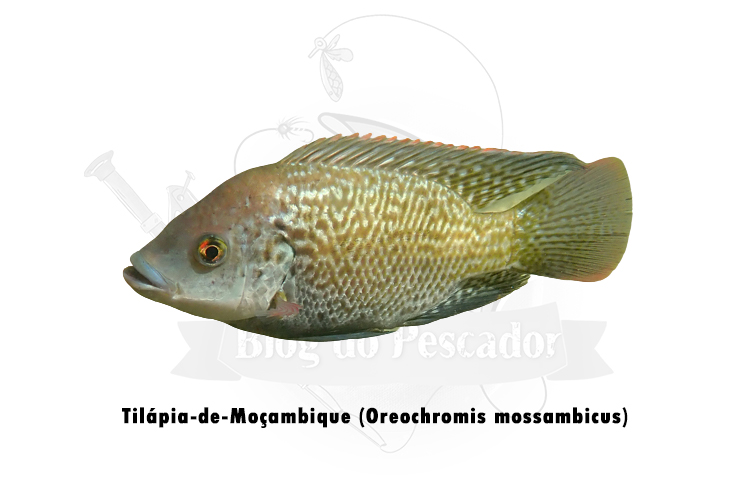 tilapia-de-mocambique (oreochromis mossambicus)