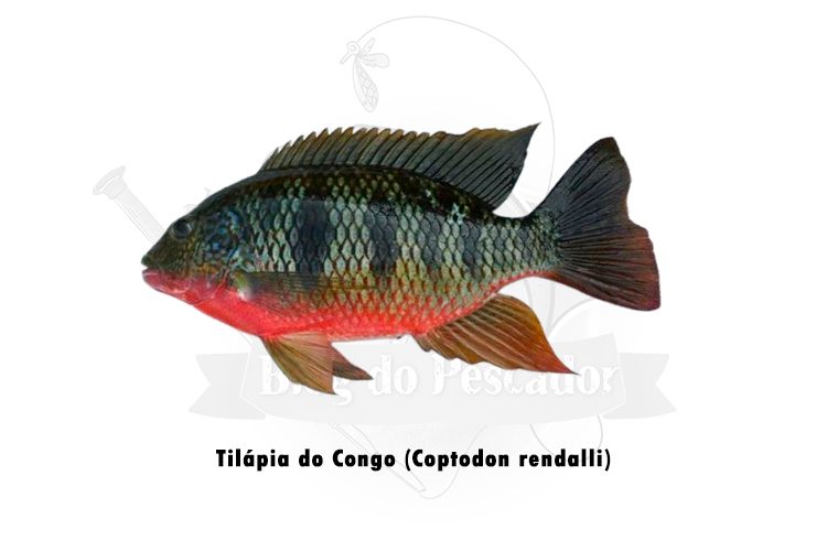 tilapia do congo (coptodon rendalli)
