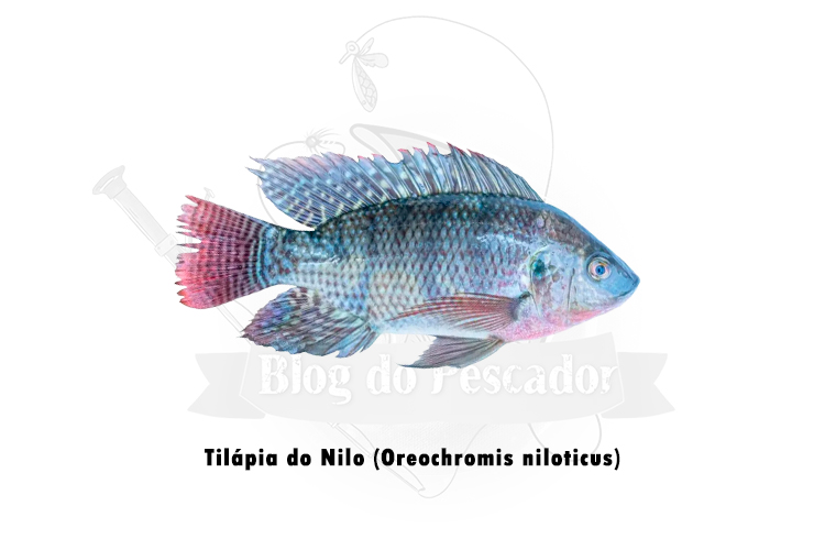 tilapia do nilo (oreochromis niloticus)