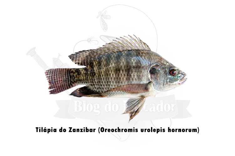 tilapia do zanzibar (oreochromis urolepis hornorum)