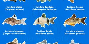 tipos de peixe coridora