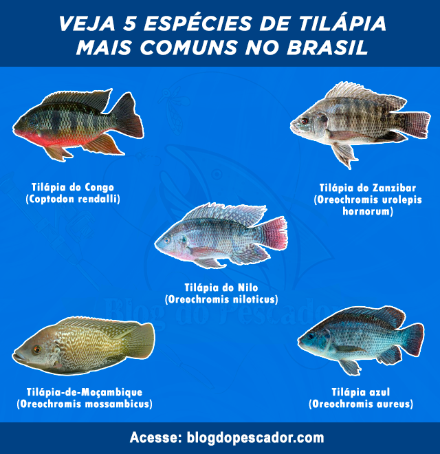 tipos de tilapia mais comuns no brasil