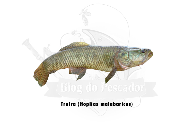 traira (hoplias malabaricus)