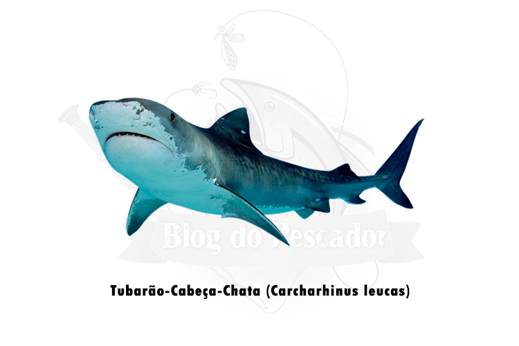 tubarao-cabeca-chata (carcharhinus leucas)
