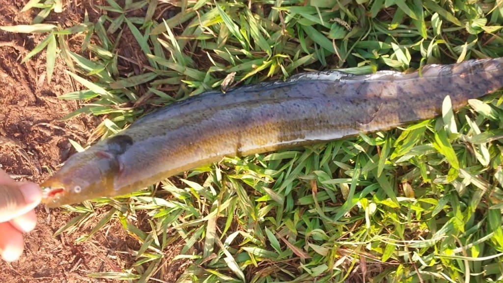 tuvira isca natural para peixe de couro