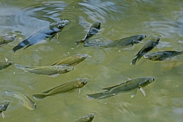 Tilápia de moçambique peixe características, reprodução, alimentação