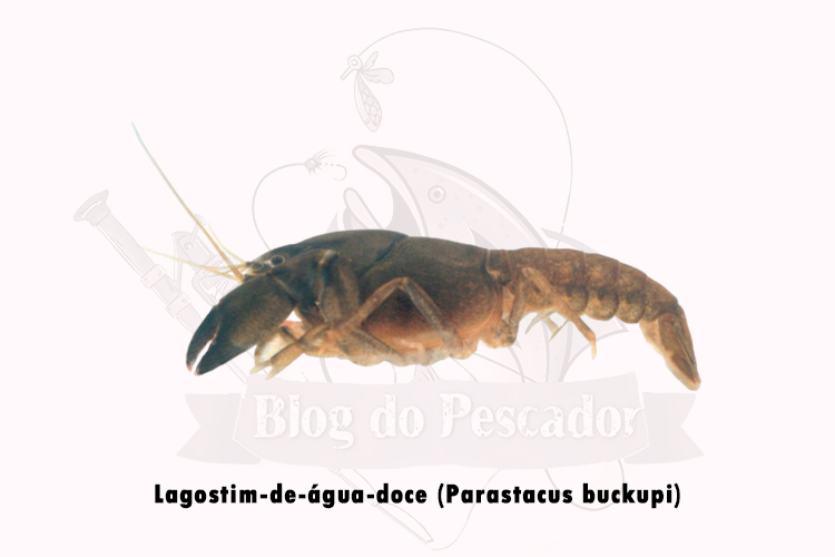 Lagostim-de-água-doce (parastacus buckupi)