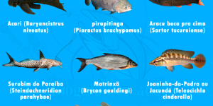 Peixes em risco de extinção no maranhão
