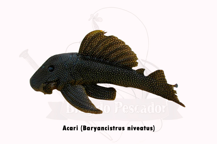 acari (baryancistrus niveatus)