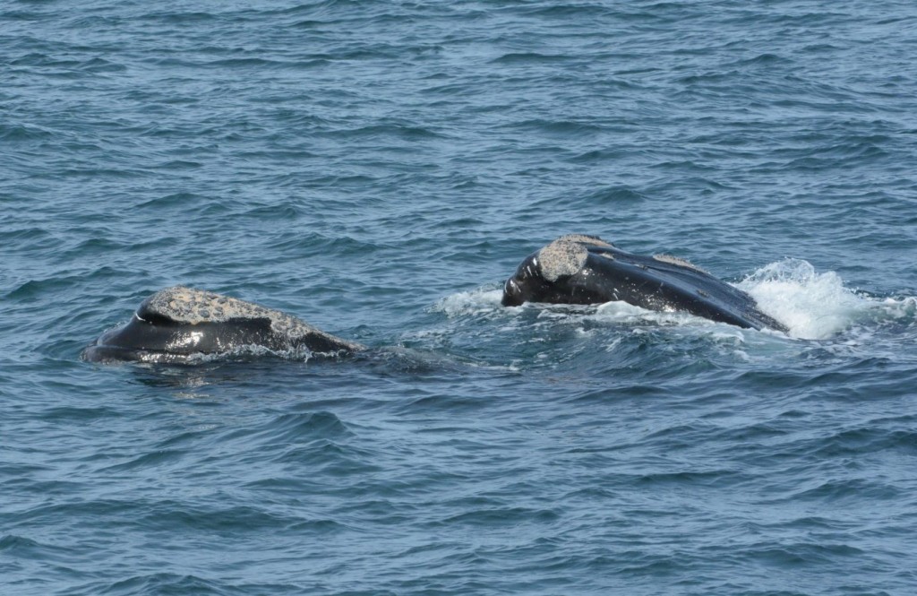 alimentacao da baleia-franca-do-atlântico-nortee