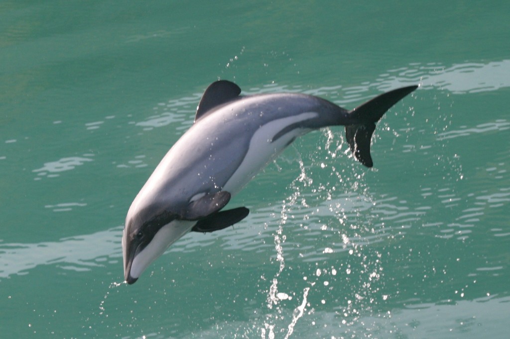 alimentacao do golfinho-comum
