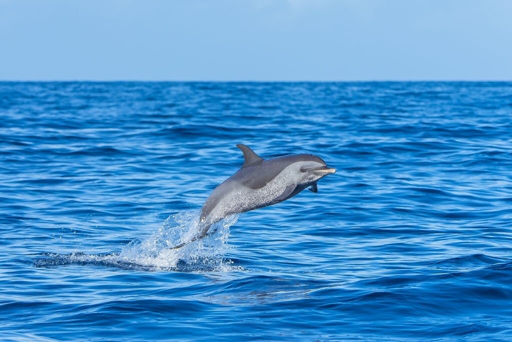 alimentacao dos golfinhos-pintados-pantropical