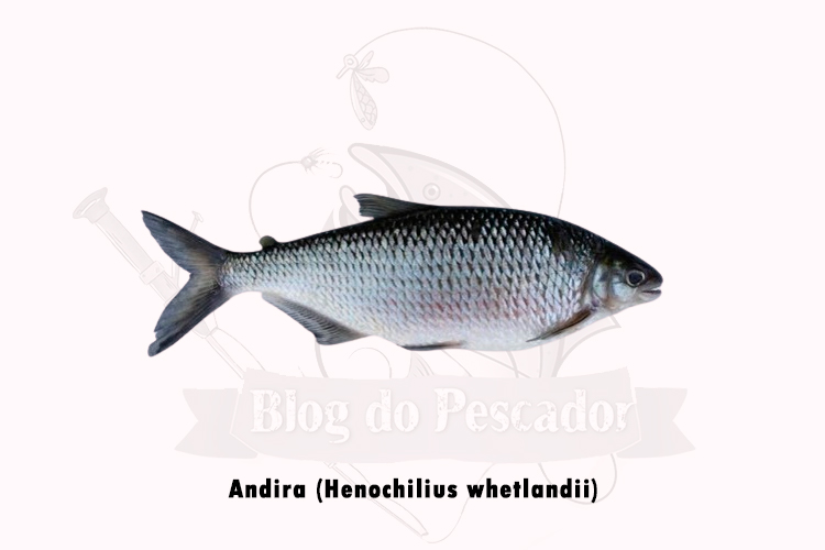 andira ( henochilius whetlandii)