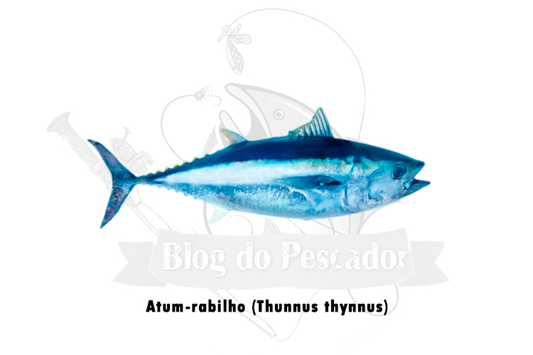 atum-rabilho (thunnus thynnus)